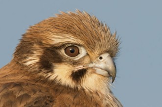 Brown Falcon (Falco berigora), Victoria, Australia