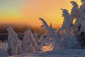 Snow-covered montane forest under rising sun at dawn, Brocken, Saxony-Anhalt, Germany