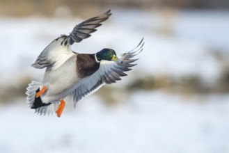 Mallard (Anas platyrhynchos) male flying, Lower Saxony, Germany