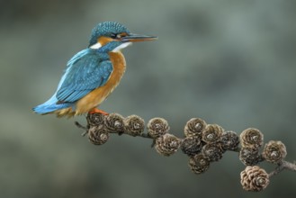 Common Kingfisher (Alcedo atthis) female perched on a branch, Lower Saxony, Germany