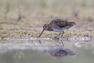Common Snipe (Gallinago gallinago) foraging, North Rhine-Westphalia, Germany