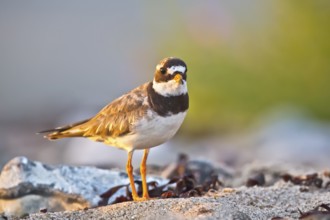 Common Ringed Plover (Charadrius hiaticula), Schleswig-Holstein, Germany