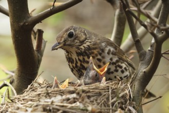 Song Thrush (Turdus philomelos) chick, Lower Saxony, Germany