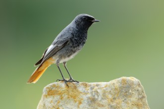 Black Redstart (Phoenicurus ochruros) male perched on a rock, Andalusia, Spain