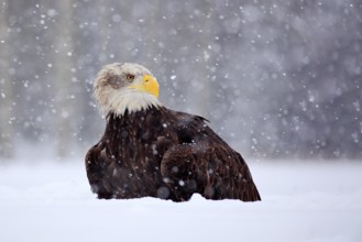 Bald Eagle, Haliaeetus leucocephalus, portrait of brown bird of prey with white head, yellow bill.