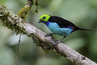 Paradise Tanager (Tangara chilensis) perched on a branch in the Amazon in Peru