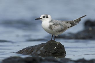 White-winged Tern (Chlidonias leucopterus), Victoria, Australia