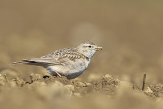 Greater Short-toed Lark (Calandrella brachydactyla), Podhum, Croatia