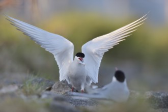 Common Tern (Sterna hirundo) displaying with fish in beak, Schleswig-Holstein, Germany
