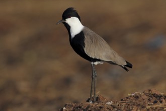 Spur-winged Lapwing (Vanellus spinosus), Gambia