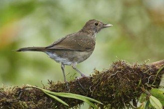 Ecuadorian Thrush (Turdus maculirostris) perched on a mossy trunk, Ecuador