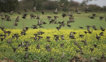 Common Starling (Sturnus vulgaris) huge flock flying, Mecklenburg-Western Pomerania, Germany
