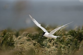 Sandwich Tern (Thalasseus sandvicensis) flying with fish in its beak, Farne Islands, United Kingdom