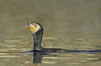 Great Cormorant (Phalacrocorax carbo) feeding on Eurasian perch (Perca fluviatilis) prey, Piedmont,