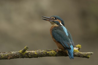 Ijsvogel juvenile vrouw, Kingfisher female juvenile