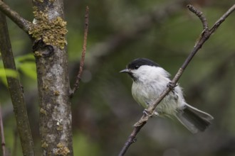 Willow Tit - Weidenmeise - Poecile montanus ssp. uralensis, Russia (Ural)