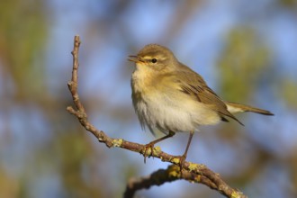 Willow Warbler (Phylloscopus trochilus) singing from a branch, Texel, Netherlands