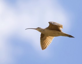 A Long-billed Curlew, Numenius americanus in flight near Goose Lake, Saskatchewan, Canada