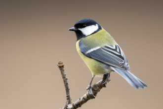 Great Tit (Parus major) perched on a branch, Bialowieca National Park, Poland