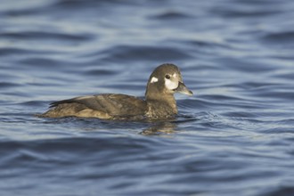Harlequin Duck (Histrionicus histrionicus) female, British Columbia, Canada