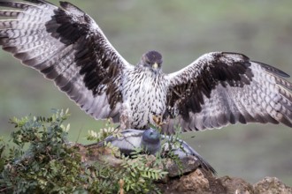 Bonelli's Eagle (Aquila fasciata) male with prey, Andalusia, Spain