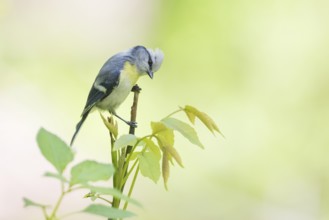 Yellow-breasted Tit - Lasurmeise - Cyanistes cyanus ssp. flavipectus, Kyrgyzstan, adult