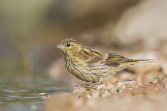 Serin - Girlitz - Serinus serinus, Croatia, juvenile