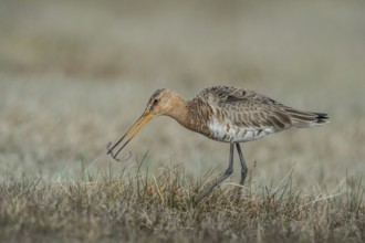 Black-tailed Godwit (Limosa limosa) eating worm, Schleswig-Holstein, Germany