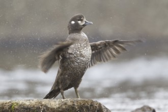 Harlequin Duck (Histrionicus histrionicus) female, Iceland