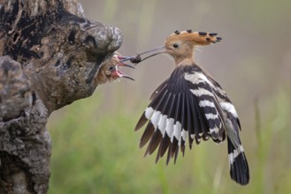 Eurasian Hoopoe (Upupa epops) feeding chicks in the breeding cave, Serbia
