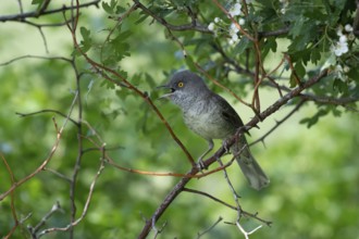 Barred Warbler (Sylvia nisoria) male singing, perched on a branch, Brandenburg, Germany