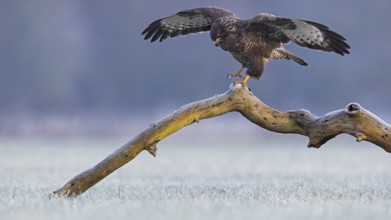 Common Buzzard (Buteo buteo) landing on a big old branch with spread wings, Saxony-Anhalt, Germany