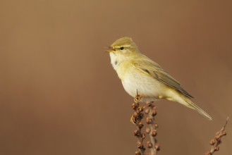 Willow Warbler (Phylloscopus trochilus) singing from a branch, North Holland, Netherlands