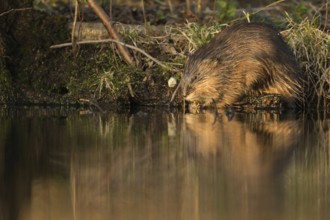 Muskrat (Ondatra zibethicus) adult on river banks, North Rhine-Westphalia Germany