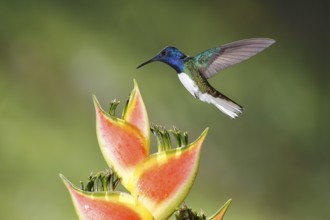 White-necked Jacobin (Florisuga mellivora) male flying and feeding on flower nectar, Costa Rica