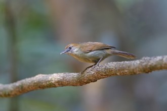 Grey-faced Tit-Babbler (Macronus kelleyi) perched on a branch, Di Linh, Vietnam