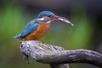Common Kingfisher (Alcedo atthis) female perched on a branch with fish in its beak, Saxony-Anhalt,