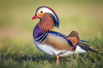 Mandarin Duck (Aix galericulata) male, Saxony-Anhalt, Germany