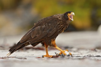 Bird feeding behaviour. Birds of prey Strieted caracara, sitting in on the rock, Falkland Islands,