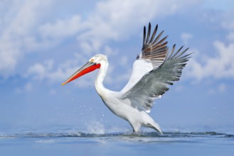 Bird in the water. Dalmatian pelican, Pelecanus crispus, landing in Lake Kerkini, Greece. Pelican