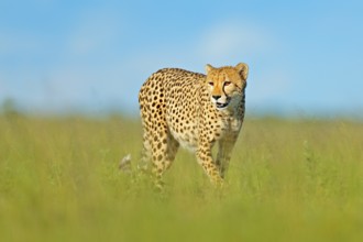 Cheetah, Acinonyx jubatus, walking wild cat. Fastest mammal on the land, Botswana, Africa. Cheetah
