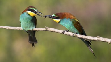 European Bee-eater (Merops apiaster) pair displaying, presentation of an insect as bridal gift,