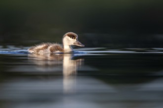 Common Shelduck (Tadorna tadorna) juvenile, Castile-La Mancha, Spain
