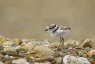 Little Ringed Plover (Charadrius dubius) chick, North Rhine-Westphalia, Germany