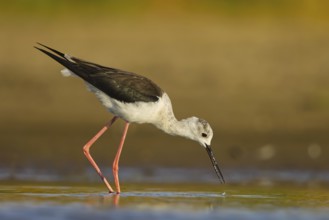 Black-winged Stilt (Himantopus himantopus) female foraging, North Rhine-Westphalia, Germany