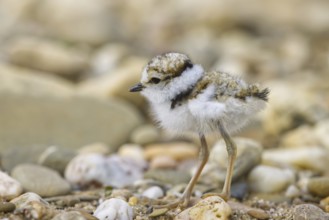 Little Ringed Plover (Charadrius dubius) chick, North Rhine-Westphalia, Germany