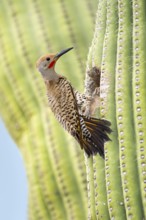 Gilded Flicker (Colaptes chrysoides) male at nest hole in Saguaro cactus (Carnegiea gigantea),