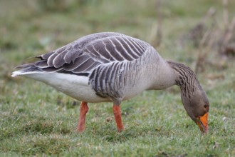 Greylag Goose (Anser anser) foraging, Netherlands