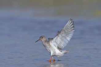 Rotschenkel (Tringa totanus) Common Redshank
