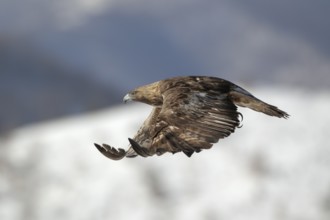 Steinadler; lat. Aquila chrysaetos; Altvogel; adult; im Aktivflug bei Sonnenschein über einem